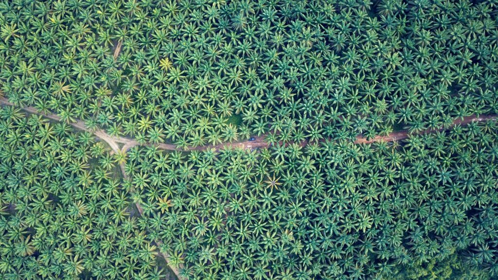 Palm Oil Plantations in Indonesia - New Naratif